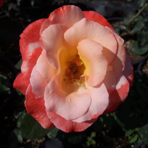 Brzoskwiniowy - Róże pienne - z kwiatami hybrydowo herbacianymi - korona równomiernie ukształtowana